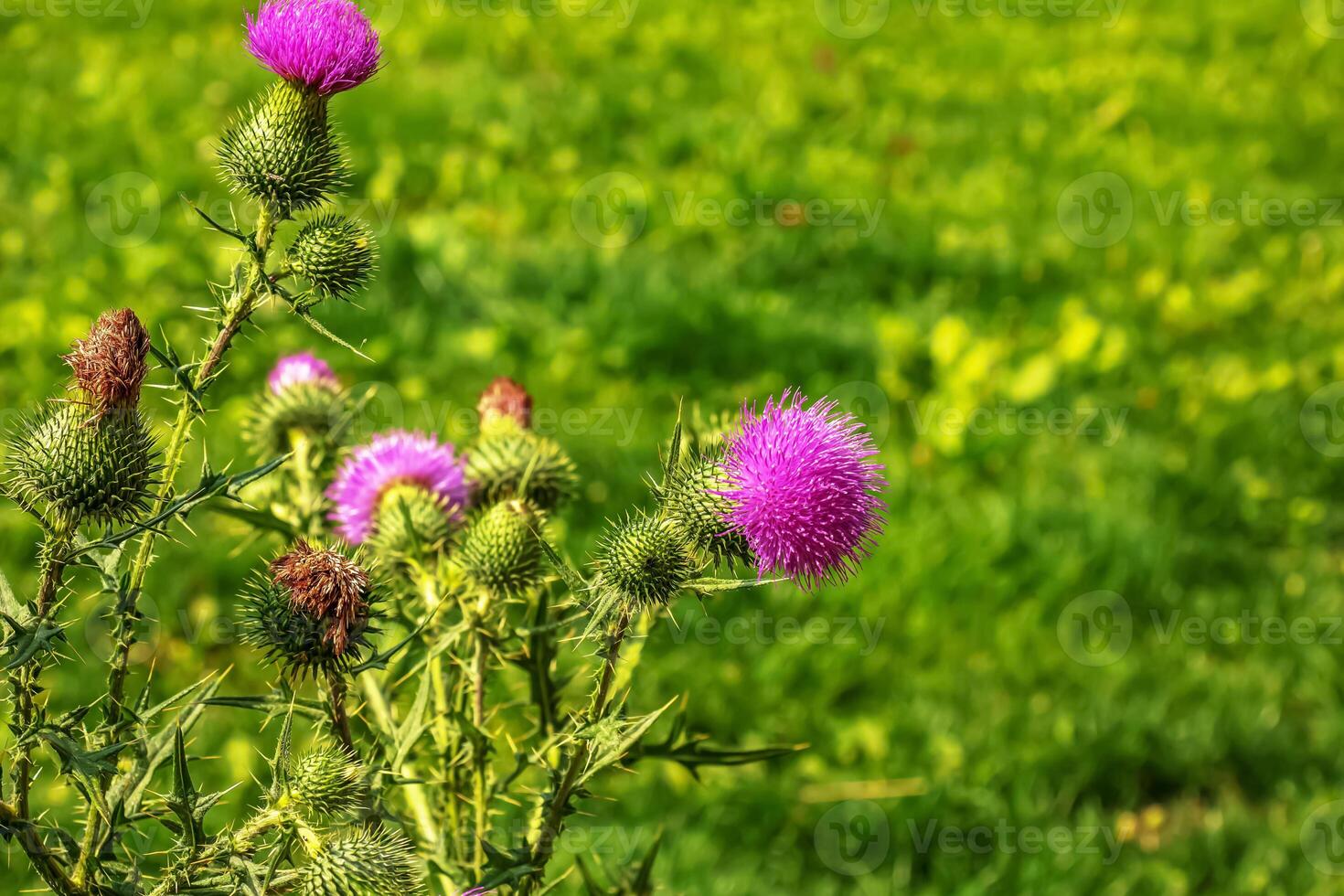 Blooming burdock, Onopordum acanthium. Pink burdock, PRICKLY TARTAR flowers on a green background of nature. Plant background photo