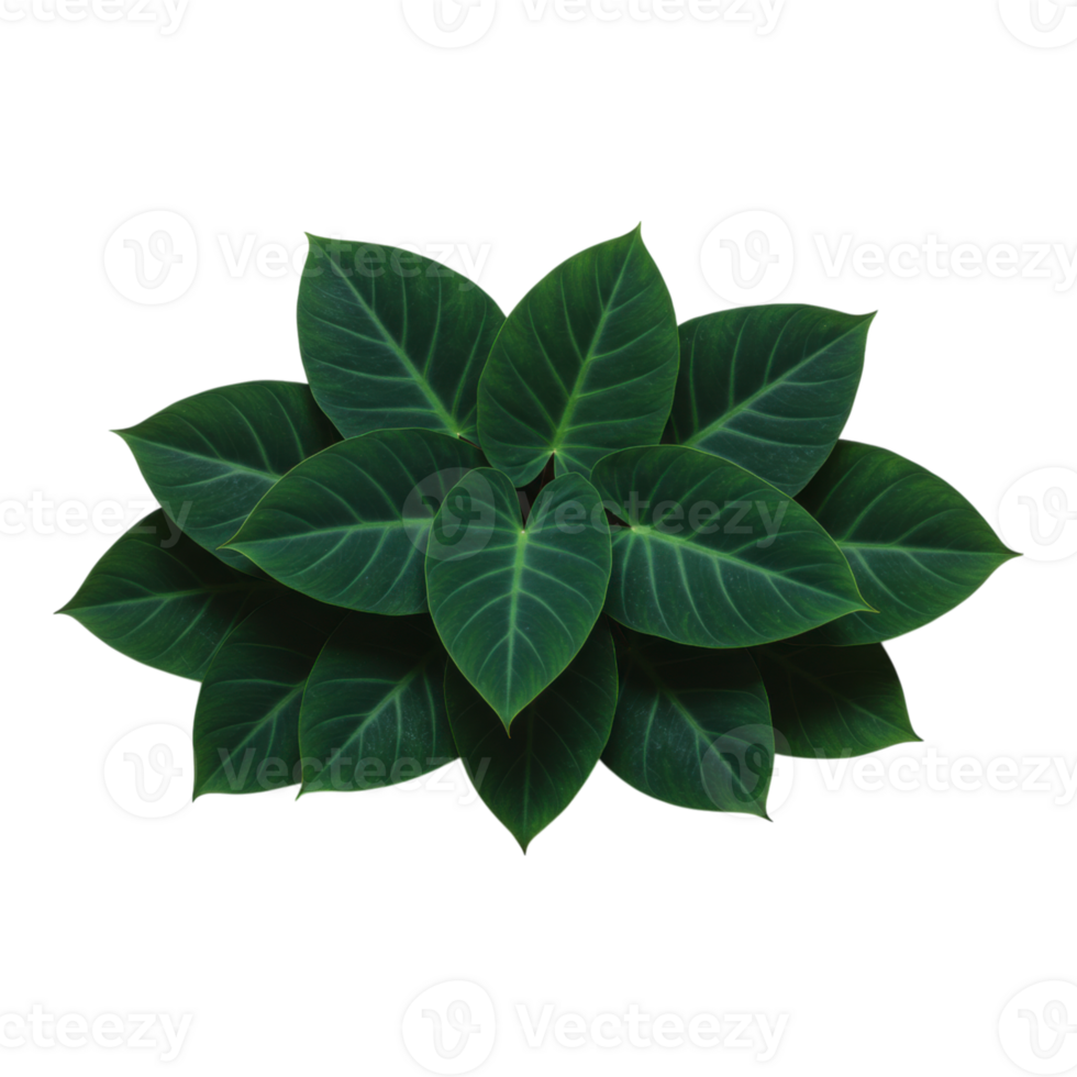 Overhead View of Deep Emerald Green Alocasia Leaves Cluster Transparent Background png