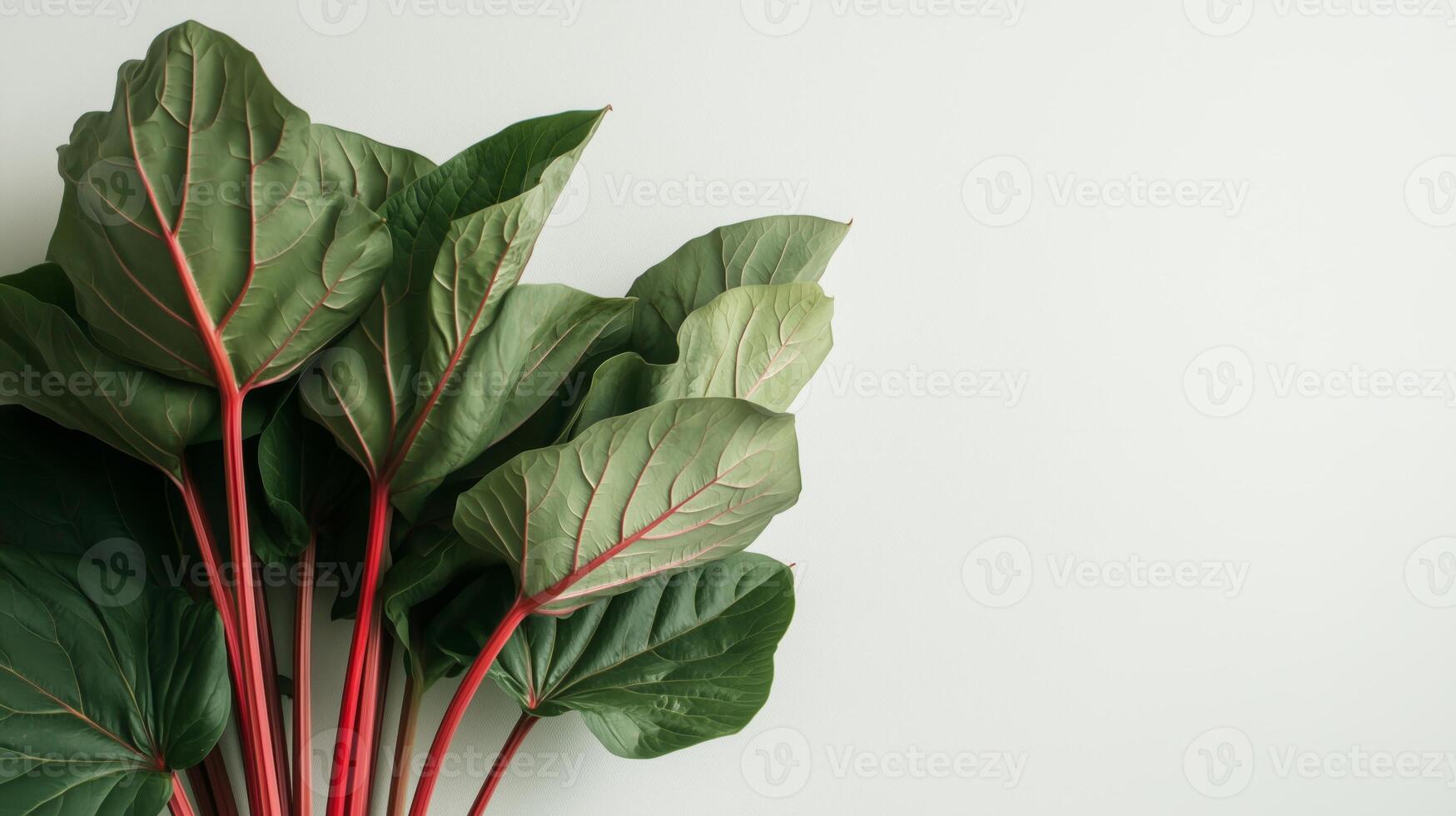 A large plant with green leaves and red stems photo