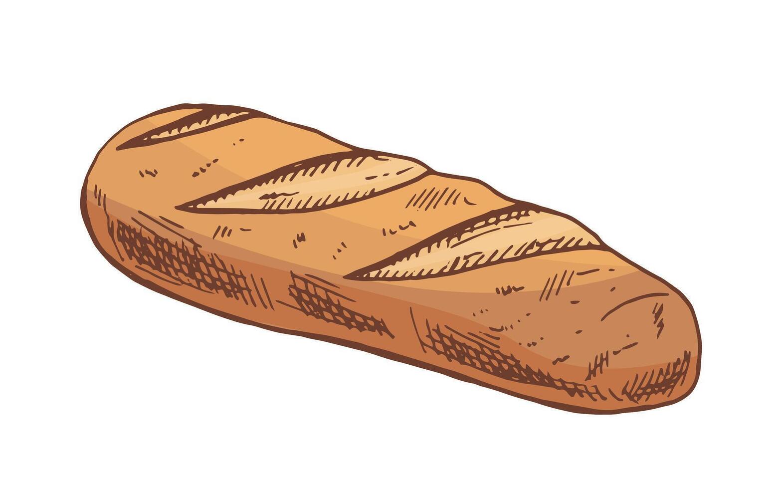 Hand drawn vintage sketch of crusty baguette bread loaf in color engraving style, isolated illustration vector