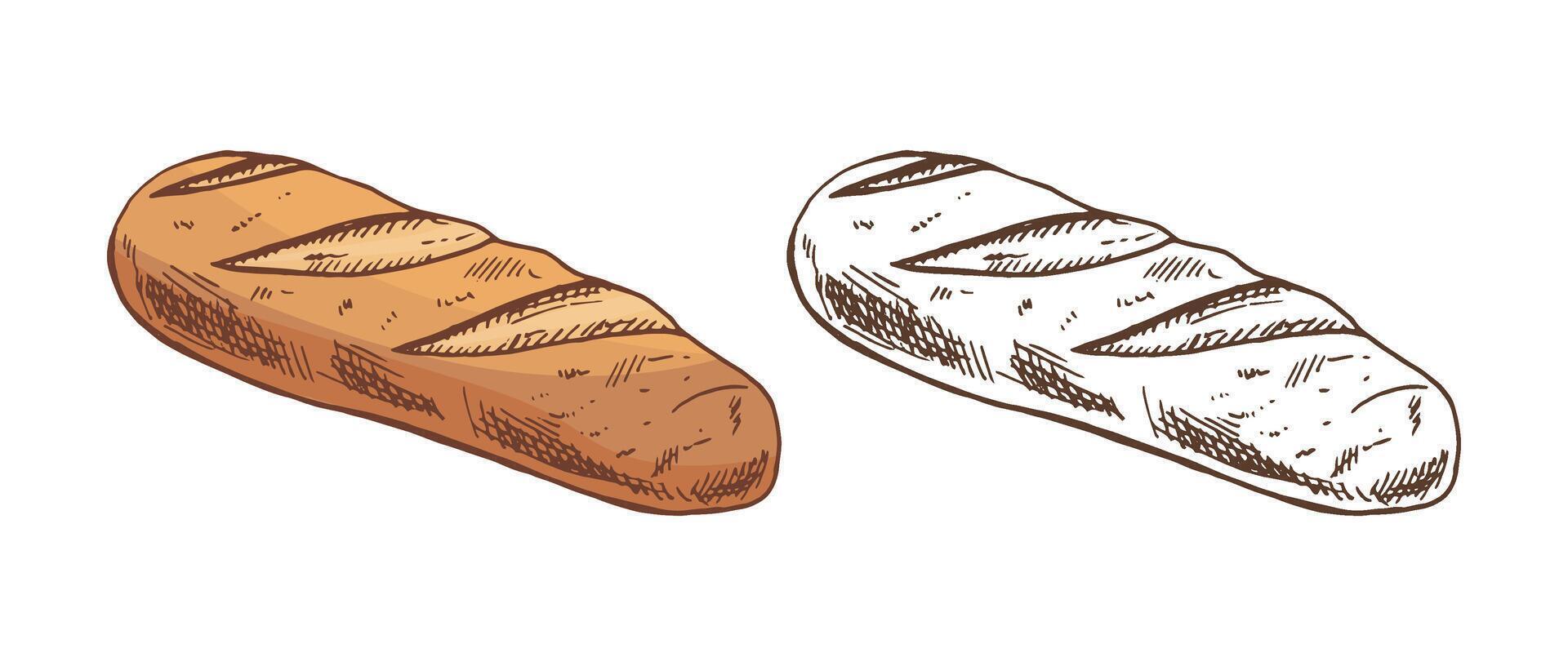 Hand drawn vintage sketch of baguette bread in color and monochrome version, isolated on white background vector