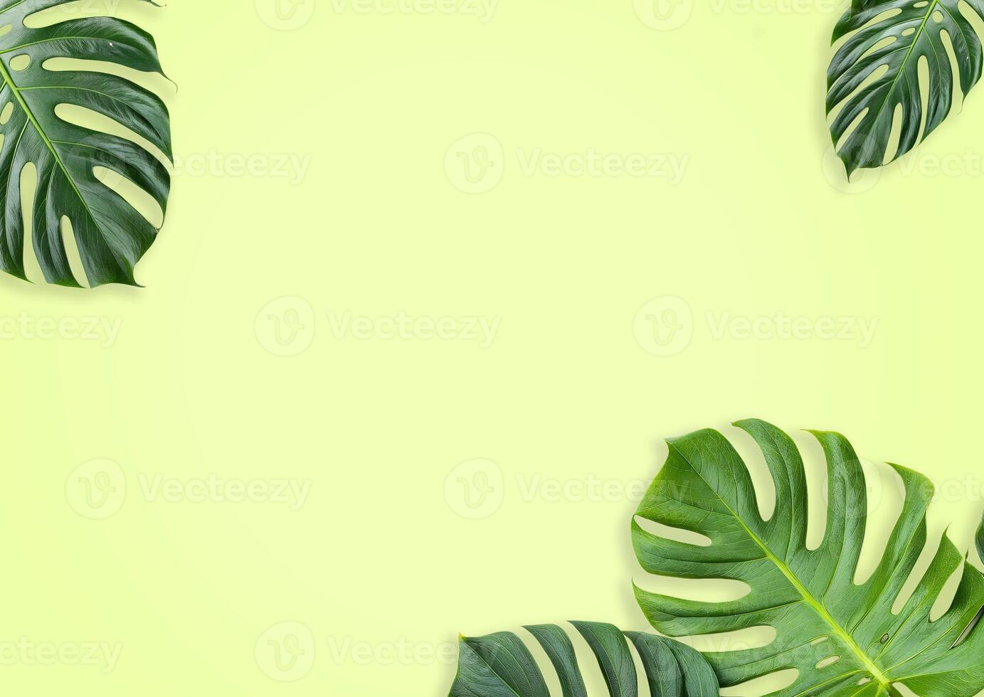 Monstera deliciosa leaves on light Green yellow background creating a frame for text or design elements photo