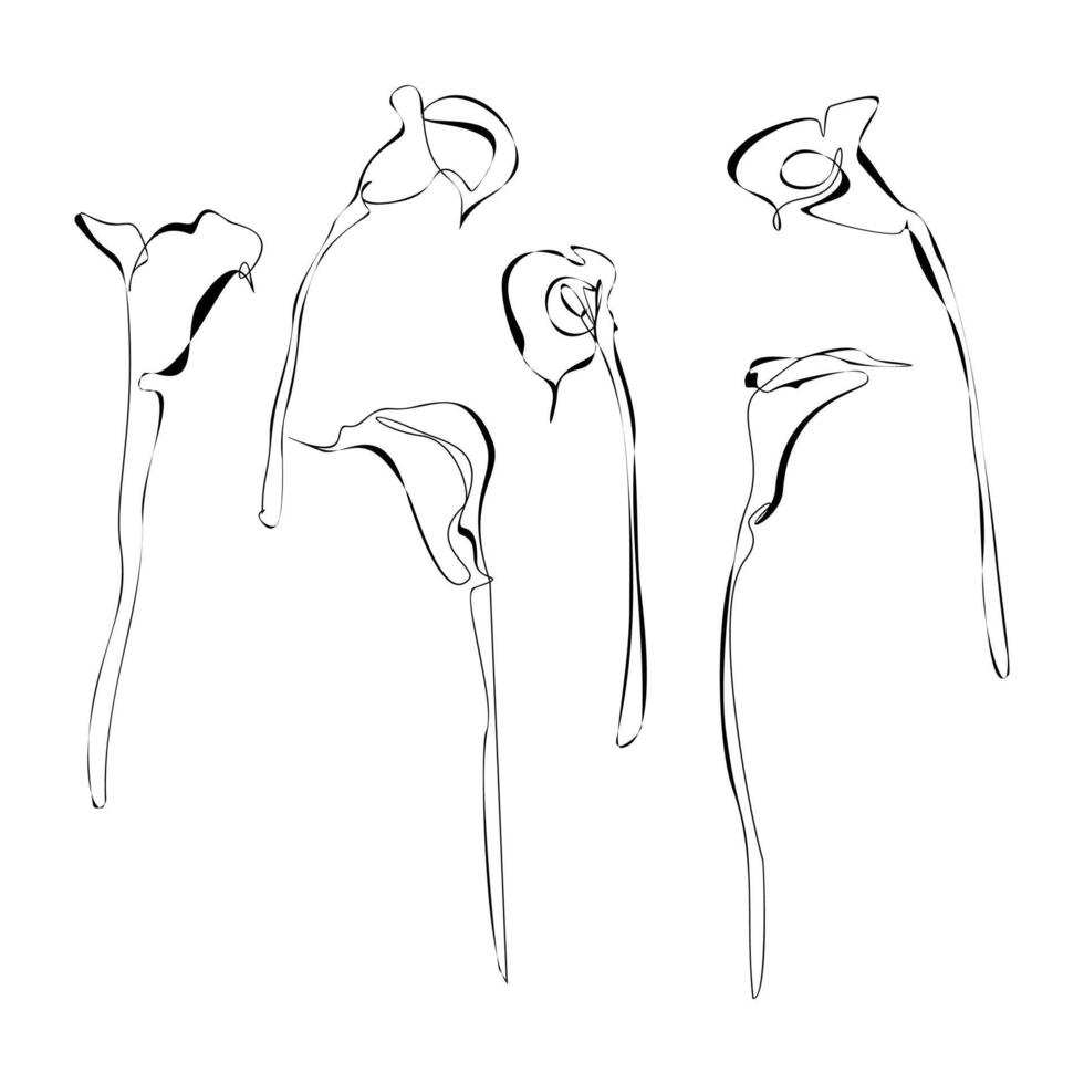Set of luxury calla flily lowers and logo. Trendy botanical elements. Hand drawn line leaves branches and blooming. vector