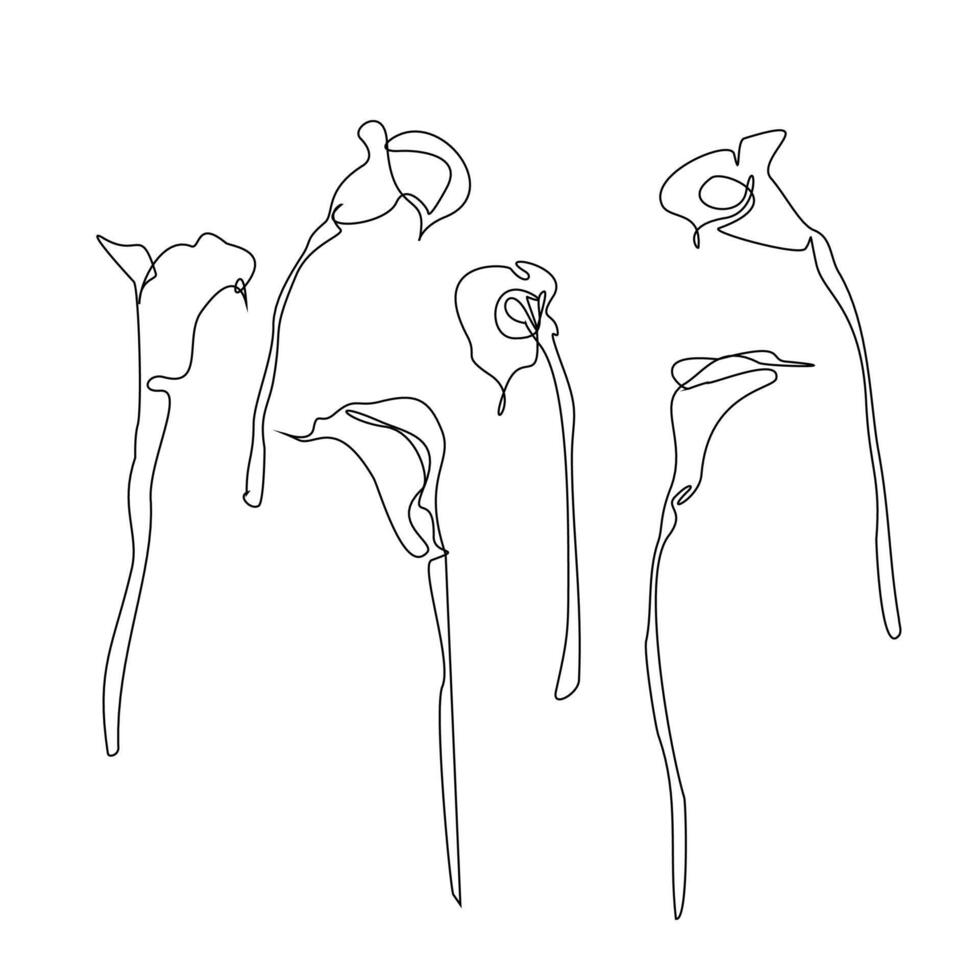 Set of lsix uxury calla flily lowers and logo. Trendy botanical elements. Hand drawn line leaves branches and blooming. vector
