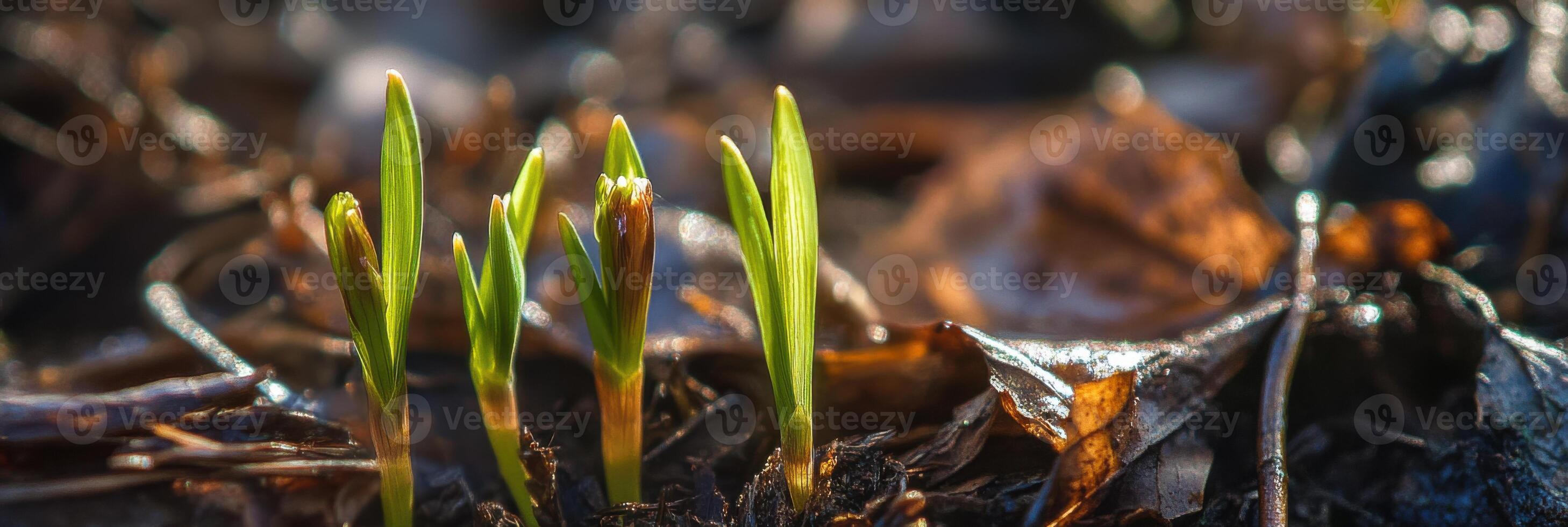 Young plant sprouts emerging in a garden symbolize hope and new beginnings in natures cycle photo