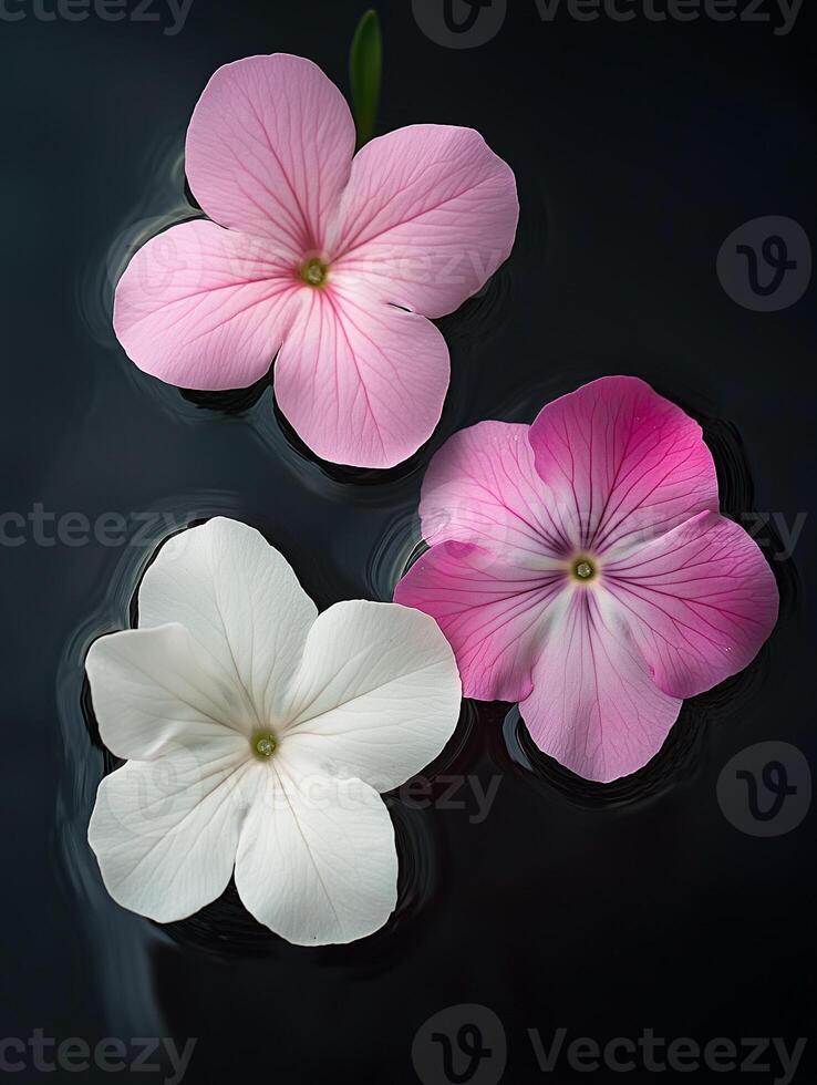 Delicate pink and white flowers floating on water with soft reflections. A serene and peaceful scene. photo