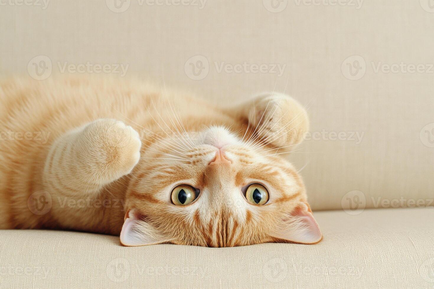 Playful cat balancing upside down on a sofa with a confused expression photo