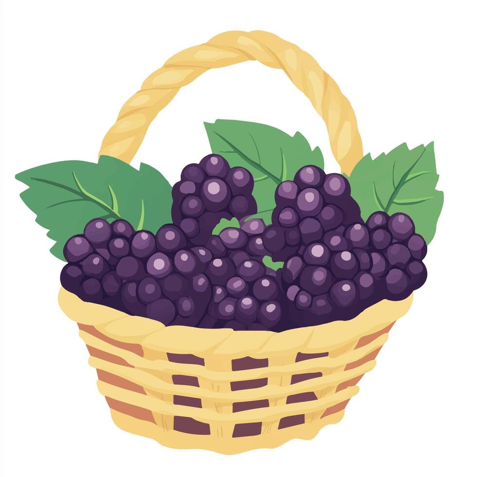 Blackberry basket with blackberries vector