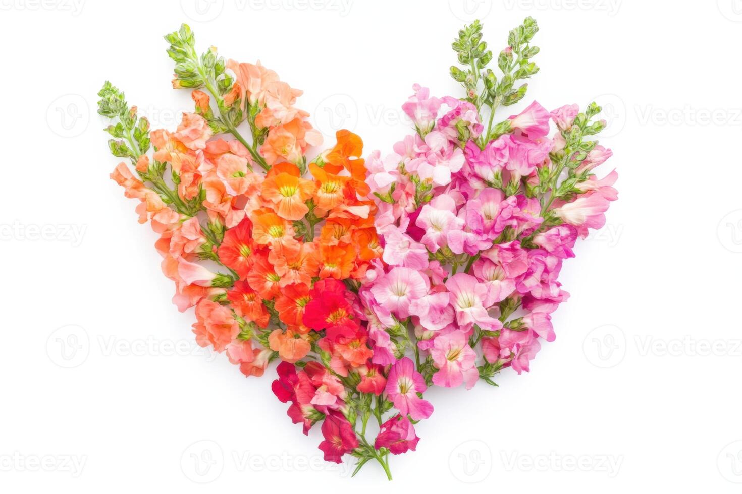 Heart-shaped arrangement of vibrant snapdragons for a romantic celebration on a clean white background photo