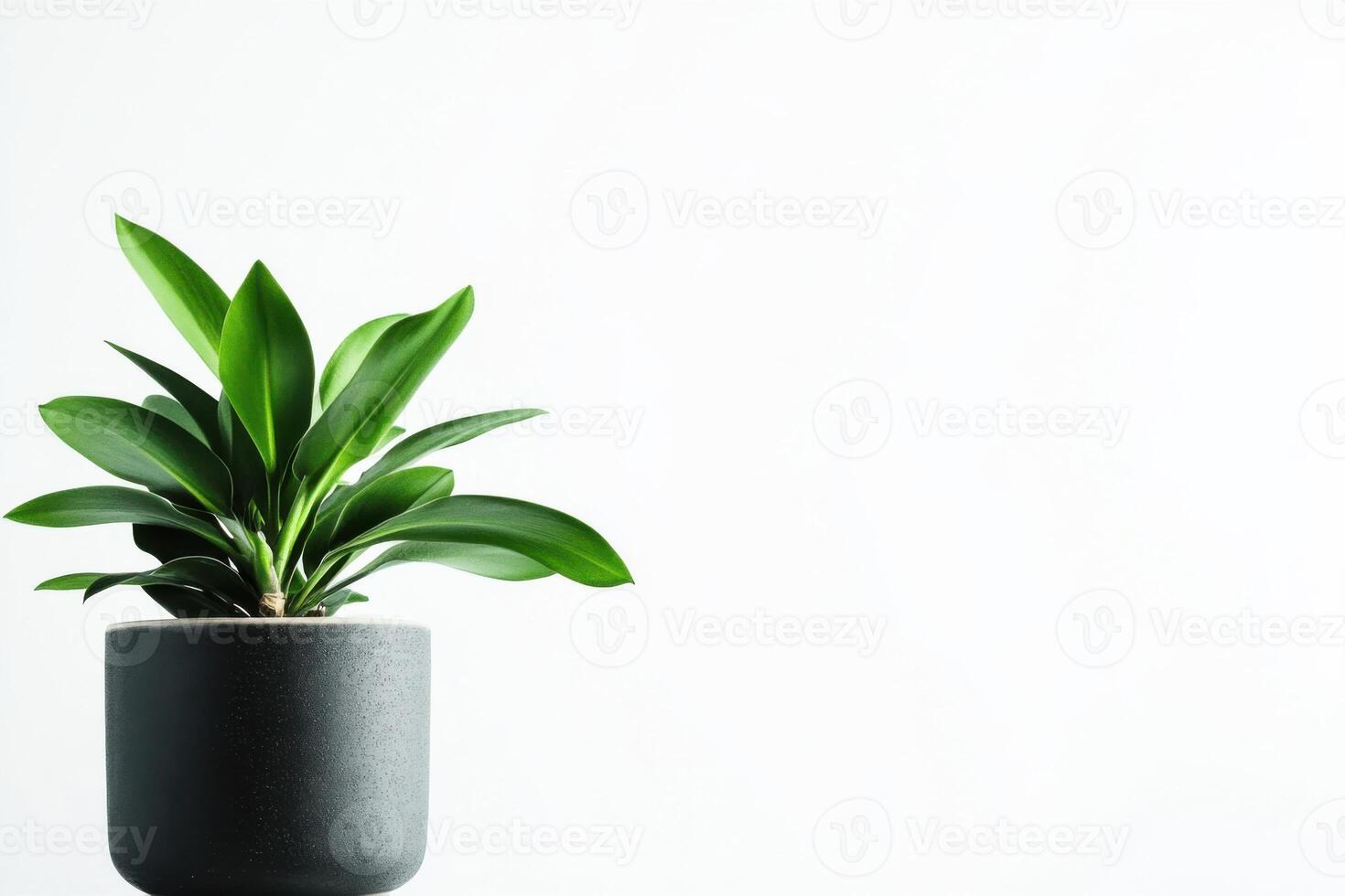 Elegant orchid displayed in modern pot against clean white backdrop for stylish home decor photo