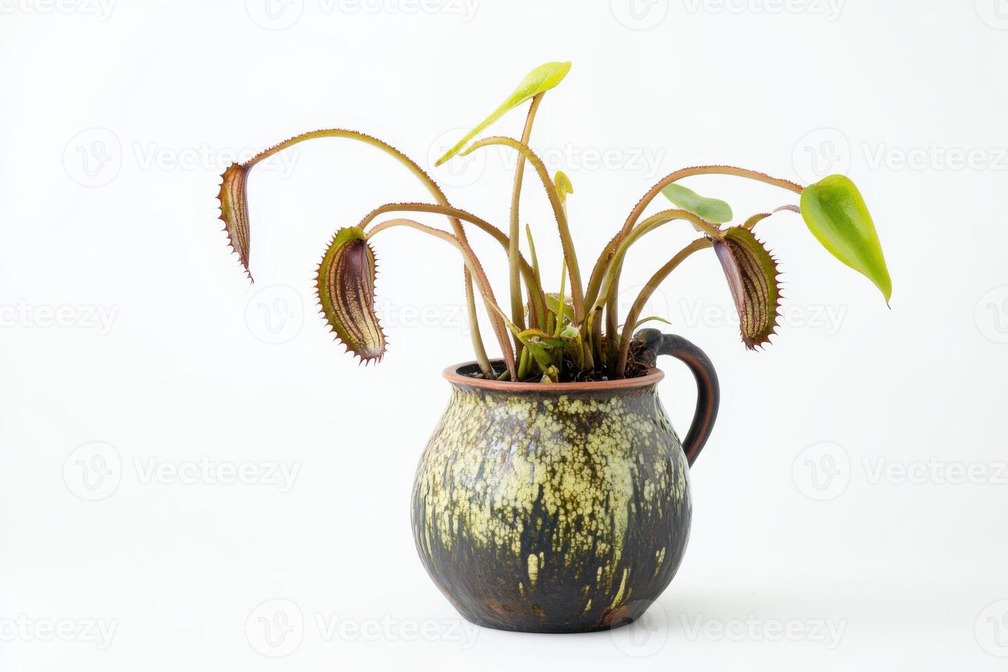 Nepenthes plant in a trendy pot showcasing vibrant colors against a minimalist white background photo