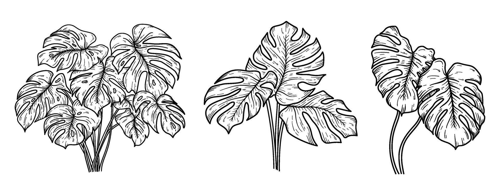 Collection set of Tropical Monstera leaves hand drawing illustration vector