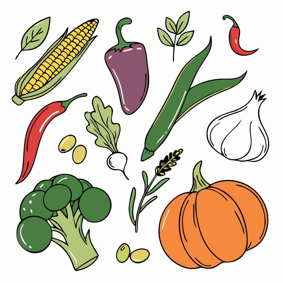 Hand drawn Illustration of Fresh Vegetables Pumpkin, Corn, Broccoli, and More vector