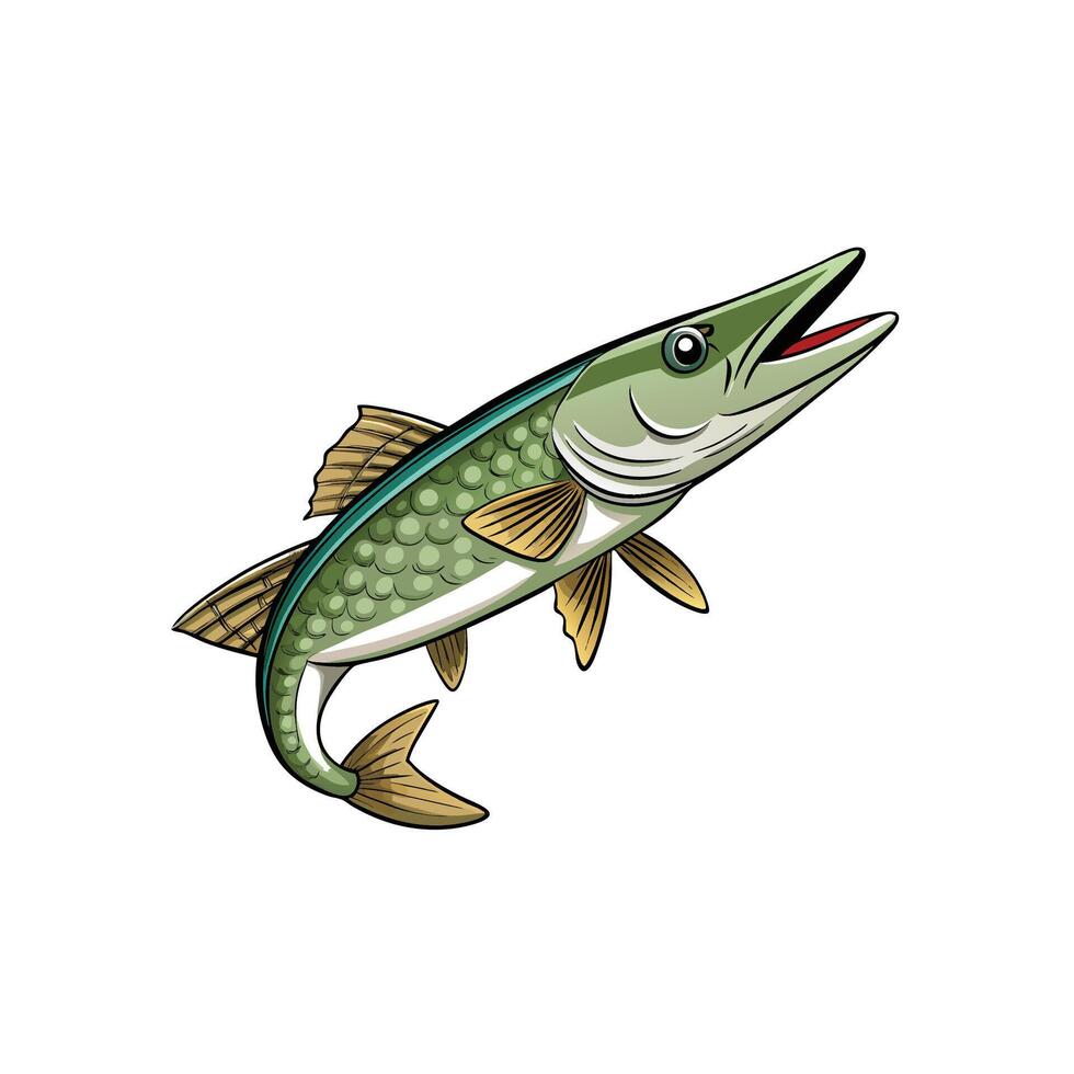 Detailed graphic illustration of a freshwater fish upwards vector