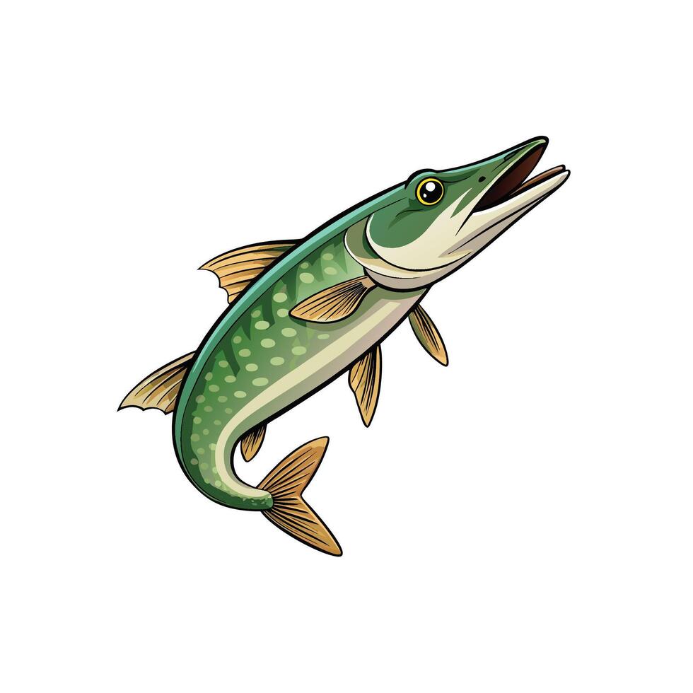 Northern Pike Fish Illustration on Isolated White Background vector