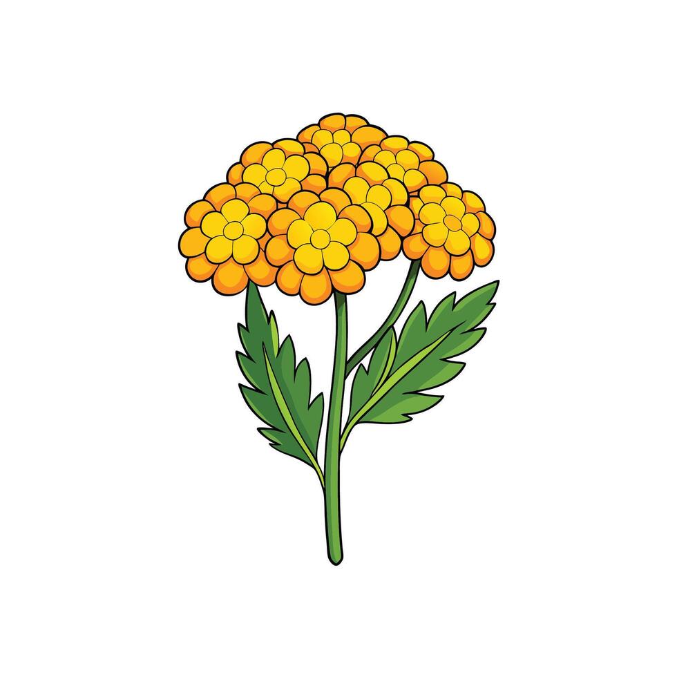 Cartoon style yarrow flower illustration isolated on white background vector