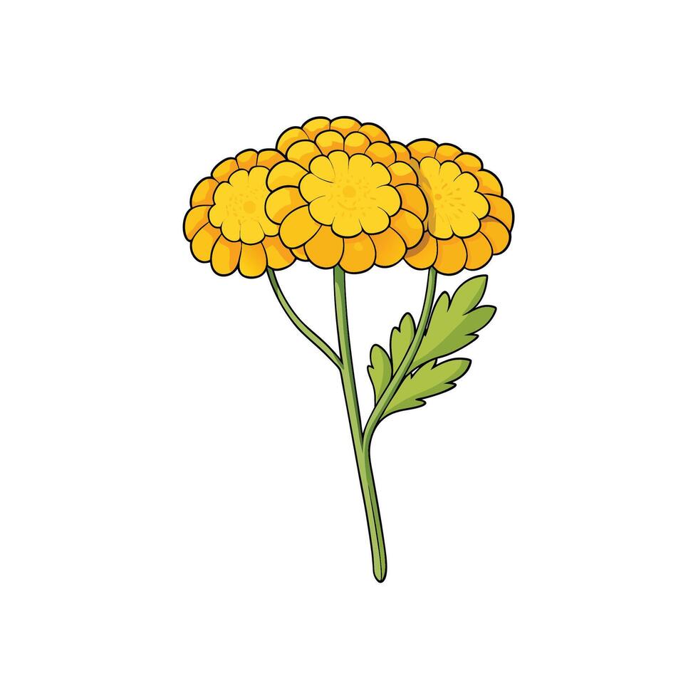 Stylized golden tansy illustration against a clean white background vector