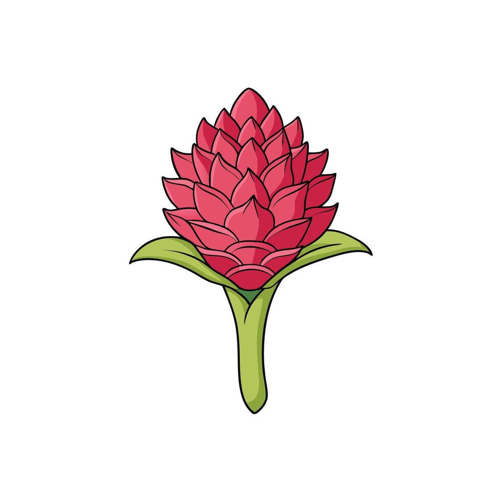 Cartoon pink ginger flower illustration with green stem and leaves vector