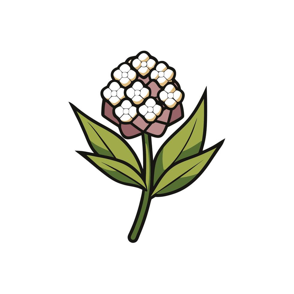 Stylized Illustration of a Milkweed Plant with White Flowers vector