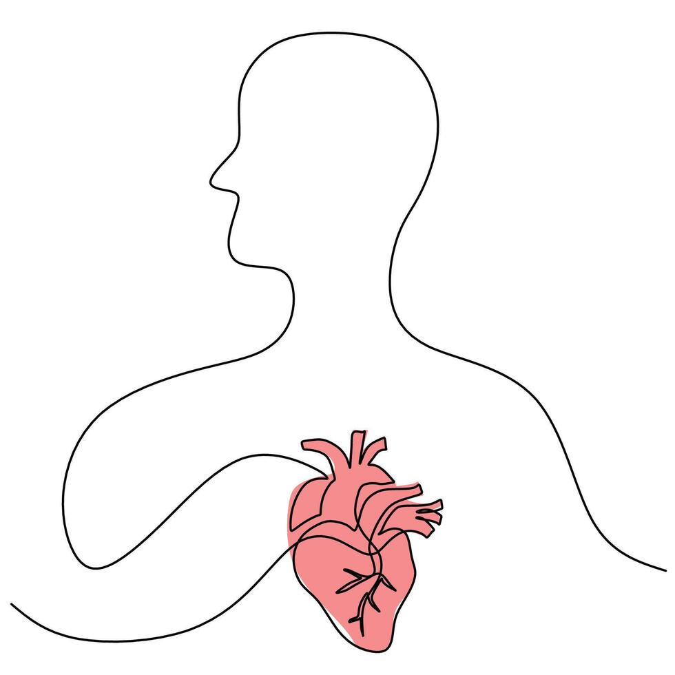 Human Heart Anatomical Drawing vector