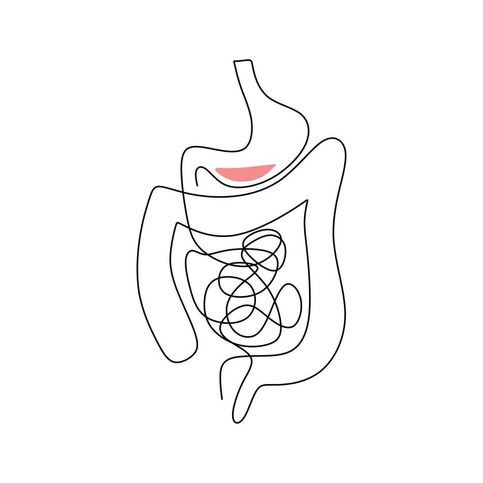 Human Intestines One Line Drawing vector