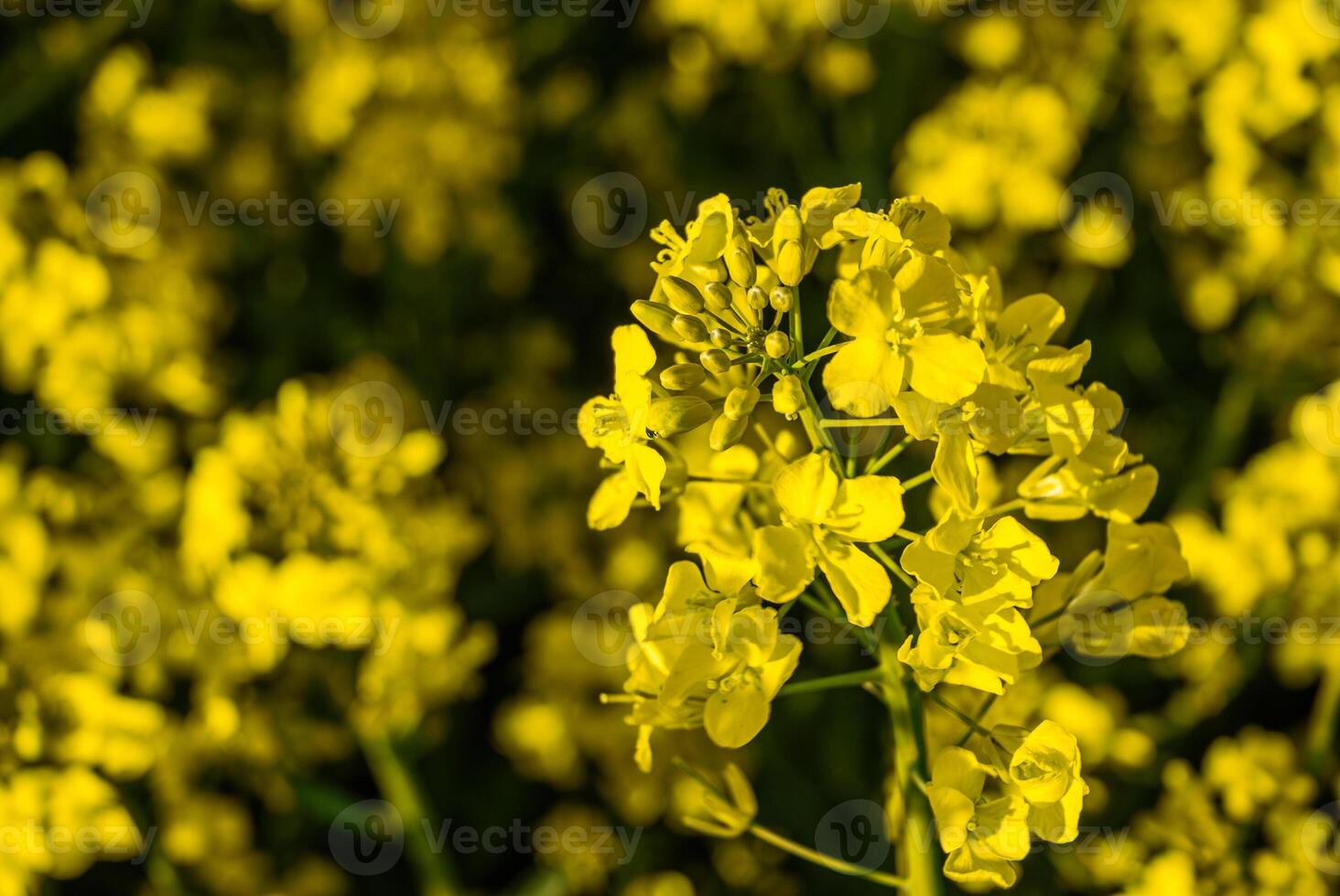 Vibrant yellow blossoms illuminate a bright sunny field with delicate petals and rich green stems creating a captivating springtime scene photo
