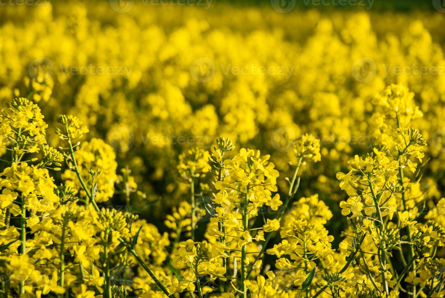 Lush yellow canola field in full bloom with bright sunshine showcasing vibrant petals and dense foilage under a clear blue sky photo