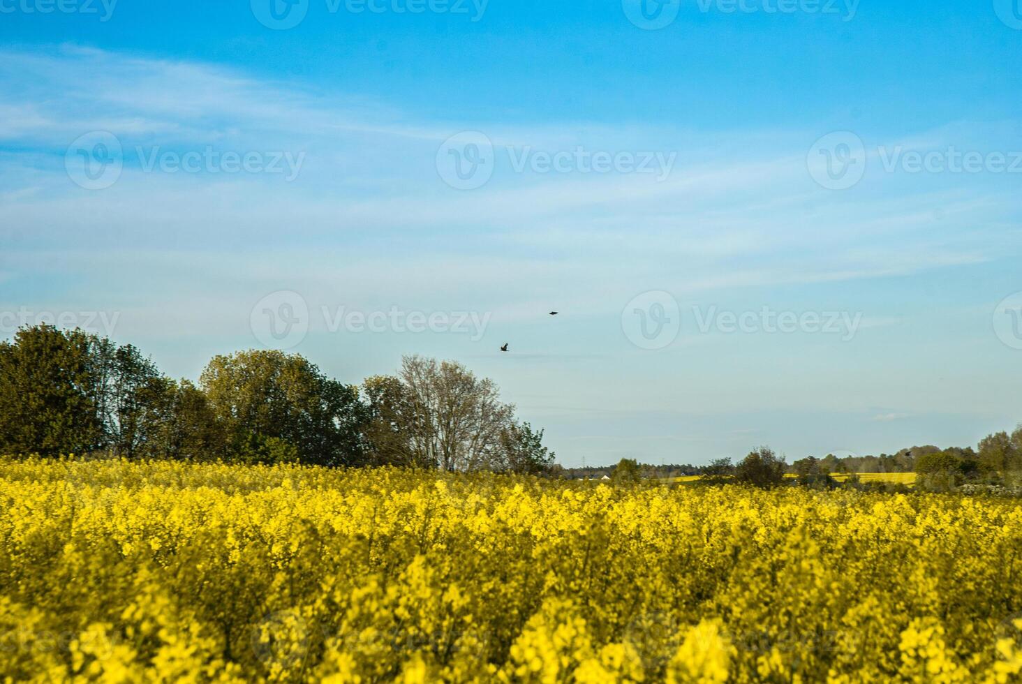 Expansive yellow flower field underneath clear blue sky with trees on the horizon and birds soaring in the calm spring air photo