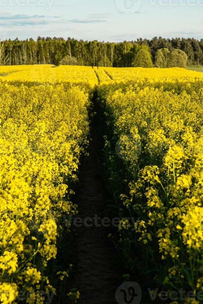 Lush yellow canola field with pathway leading to a distant tree line under a blue sky during a sunny day in the countryside landscape photo