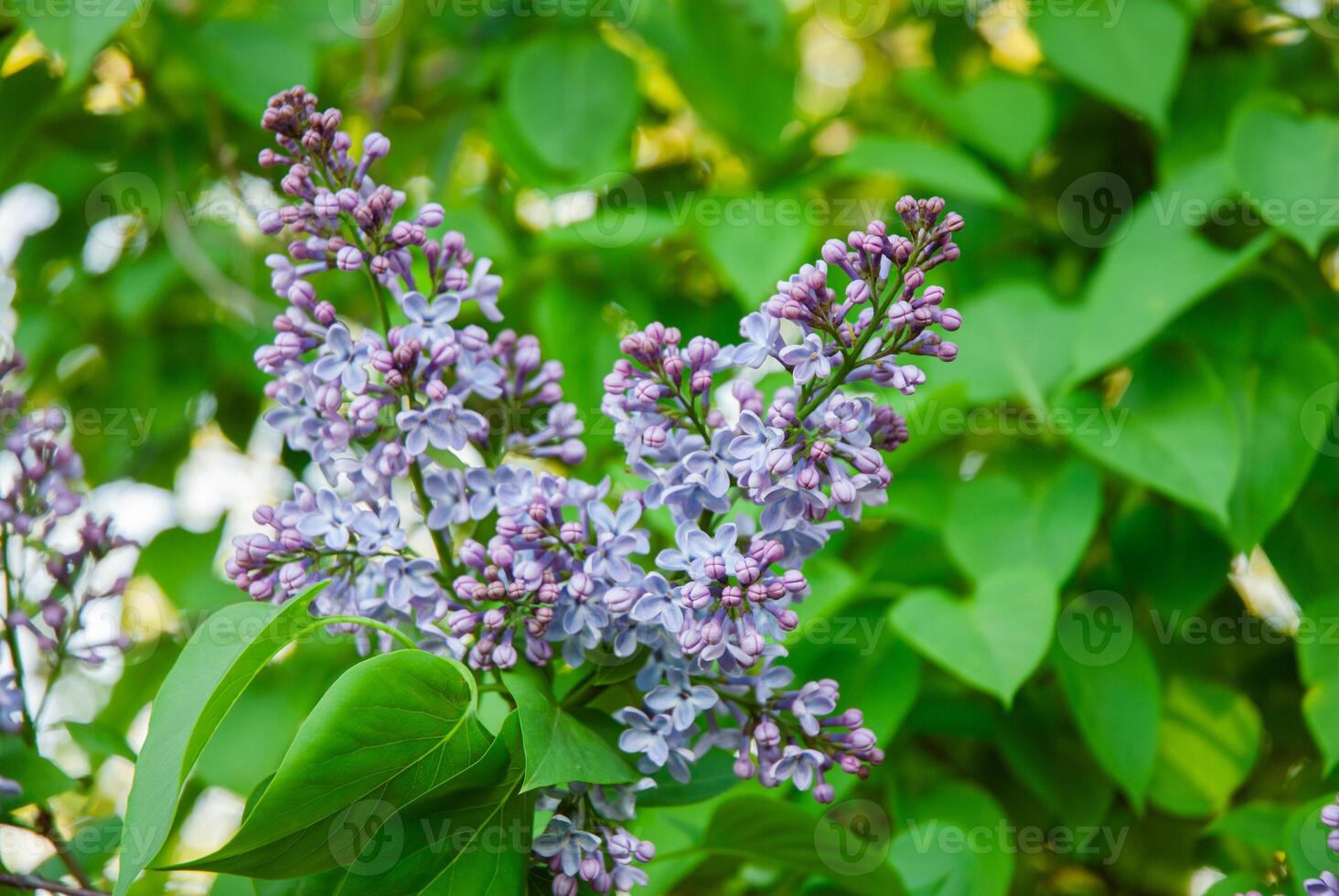 Vibrant lilac blooms, lush green leaves and fresh purple blossoms creating a serene and tranquil garden atmosphere photo