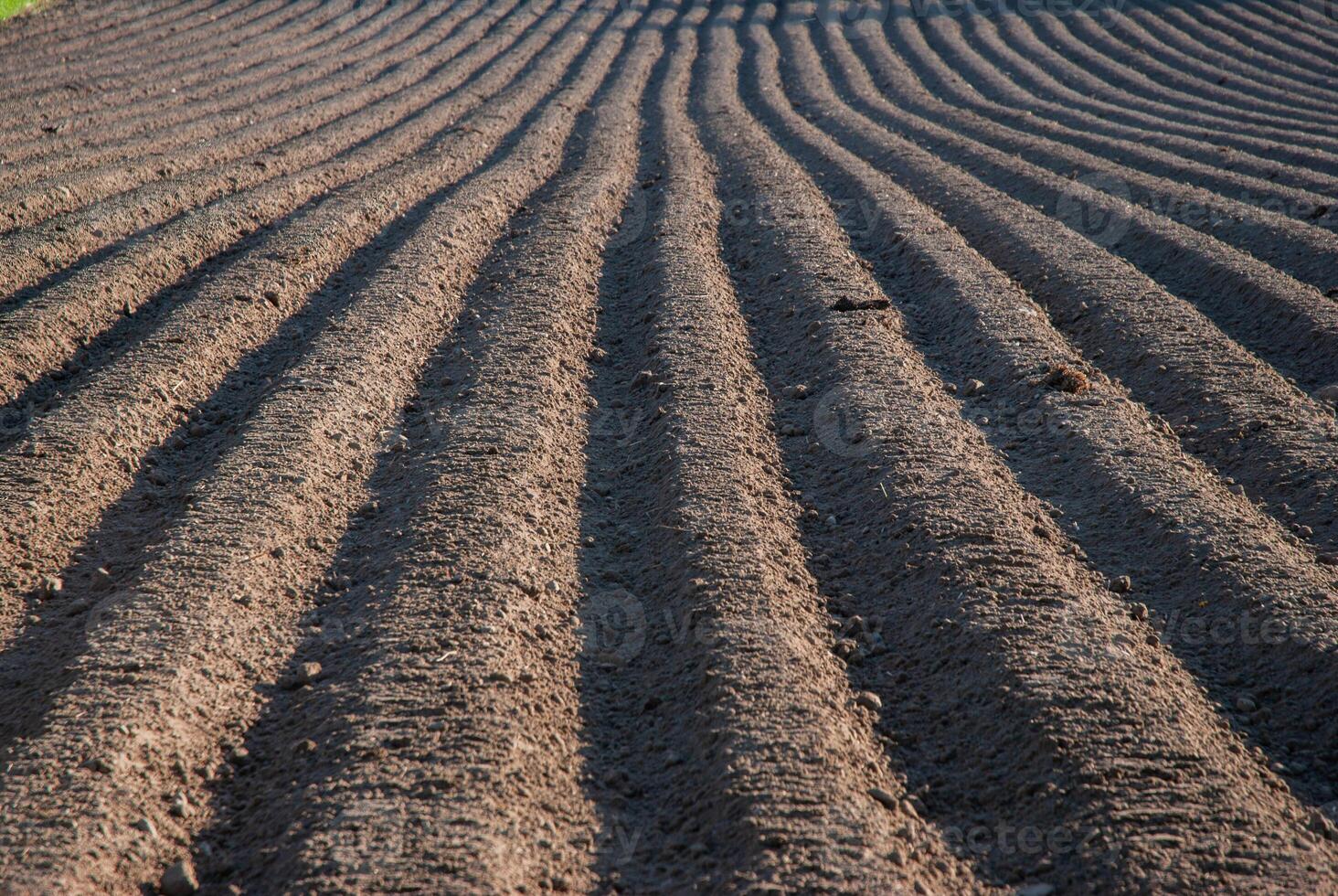 Sunrise over freshly plowed brown soil with long, parallel lines creating a rhythmic pattern, ideal for agriculture and nature lovers photo