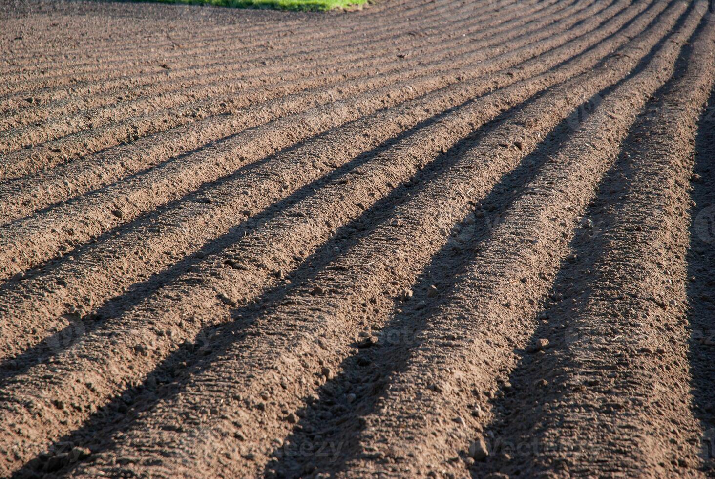Vast, freshly plowed agricultural field with neat rows basking in sunlight, showcasing vibrant soil textures and the promise of abundant crops photo
