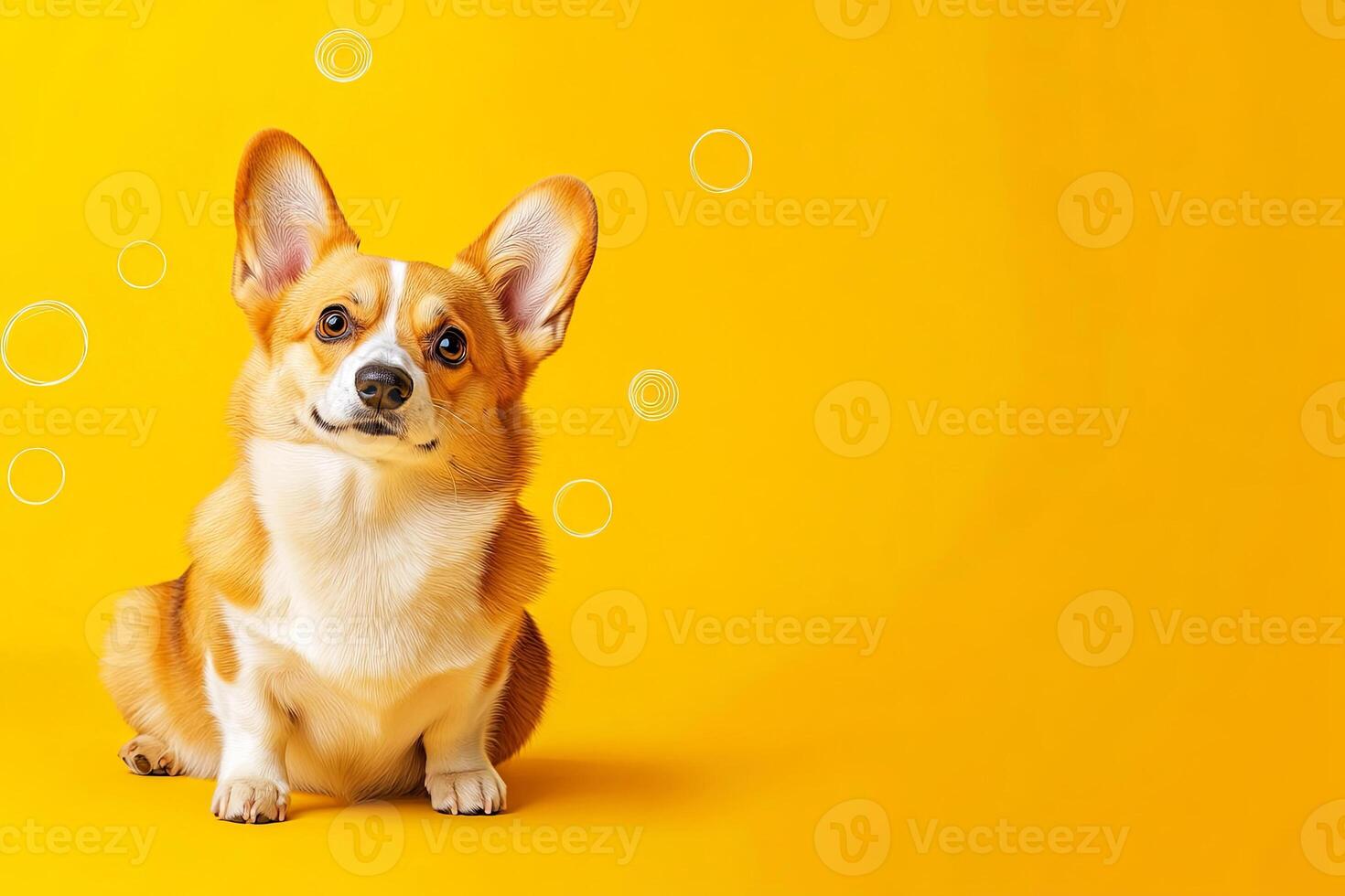 A corgi dog sitting on a yellow background photo