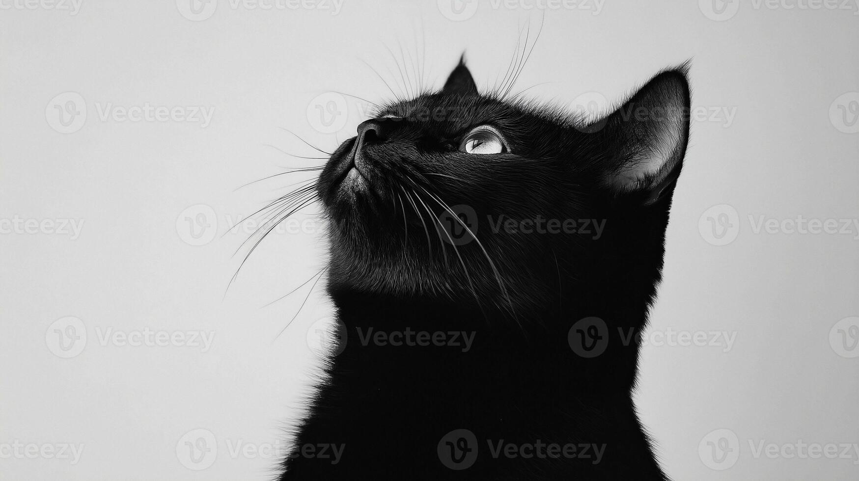 Black cat looking up at the sky photo