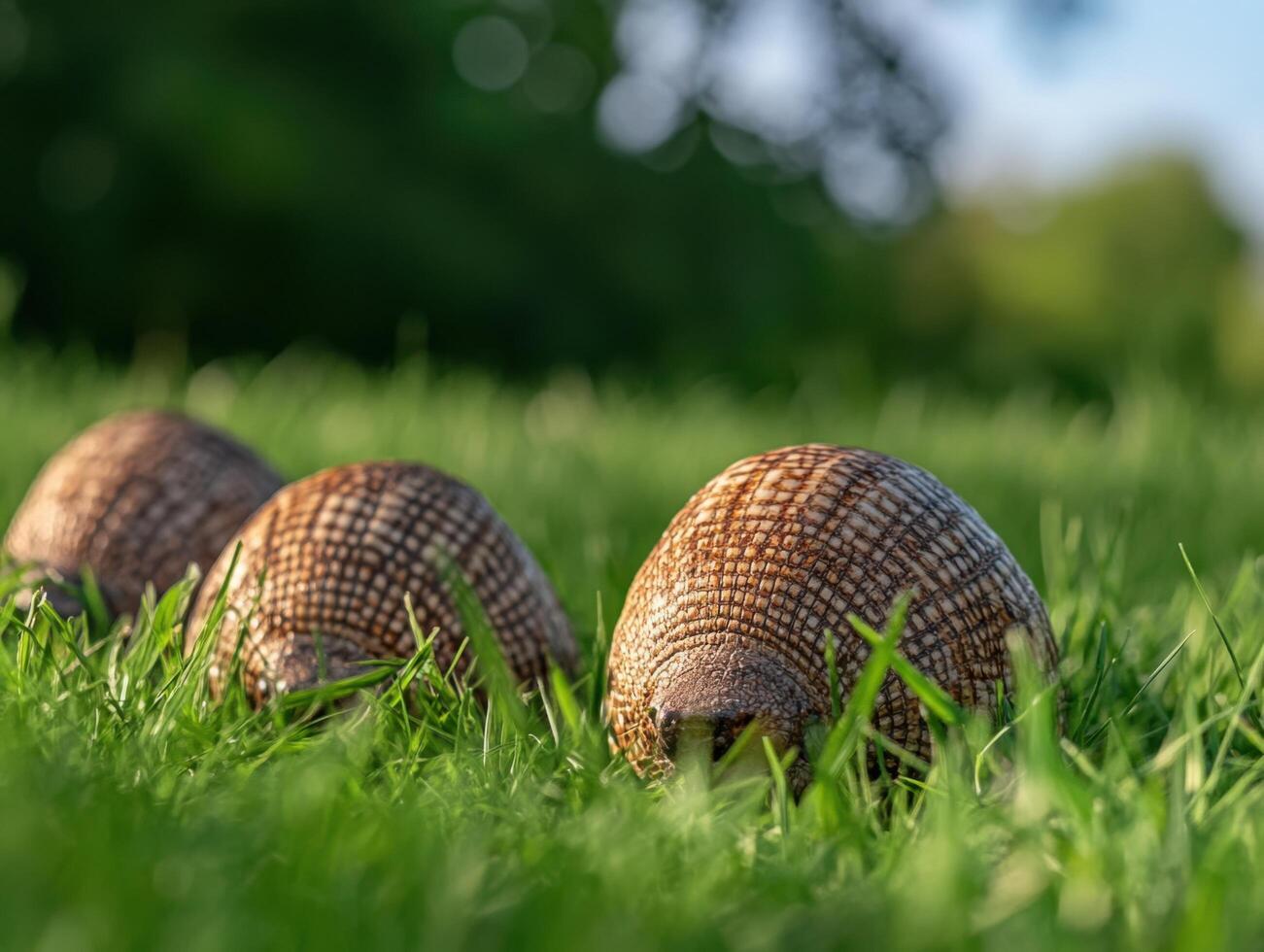 Juvenile Armadillos Developing Precise Protective Arrangements photo