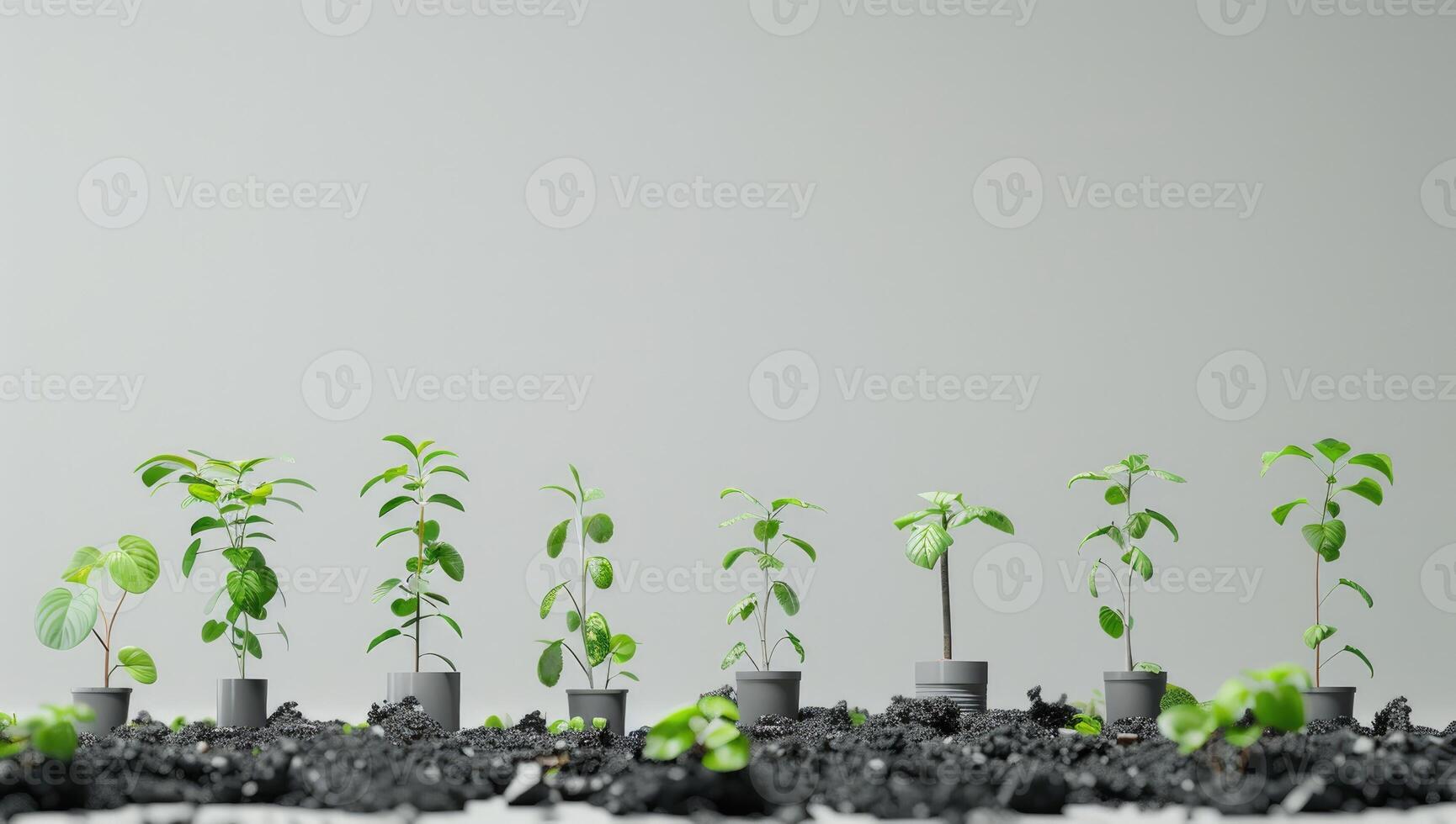 Eight Young Plants Growing in Grey Pots photo