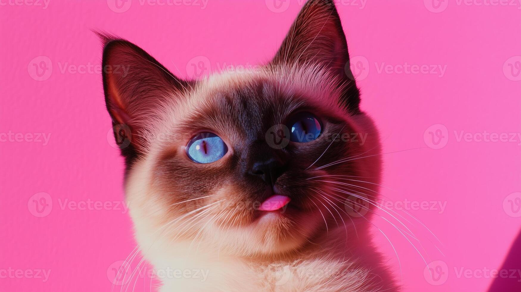 A siamese cat with blue eyes is looking up at the camera photo
