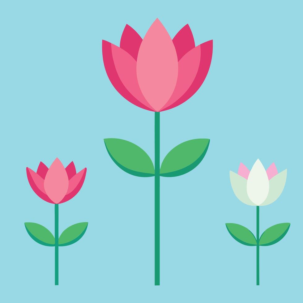 Three Pink and White Tulips on a Light Blue Background vector