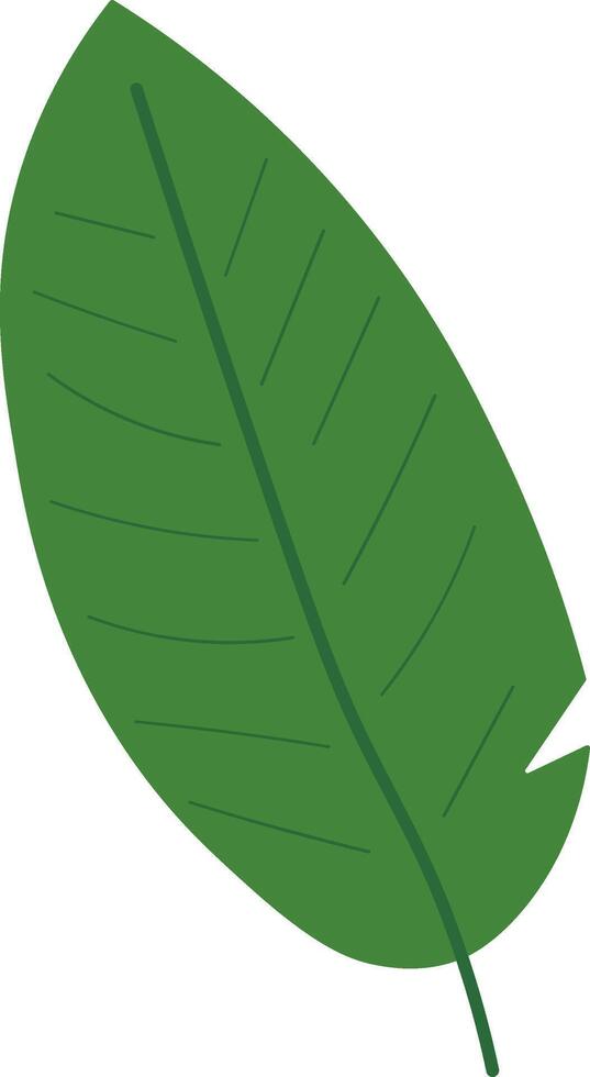Bold Flat Green Leaves from the Jungle vector