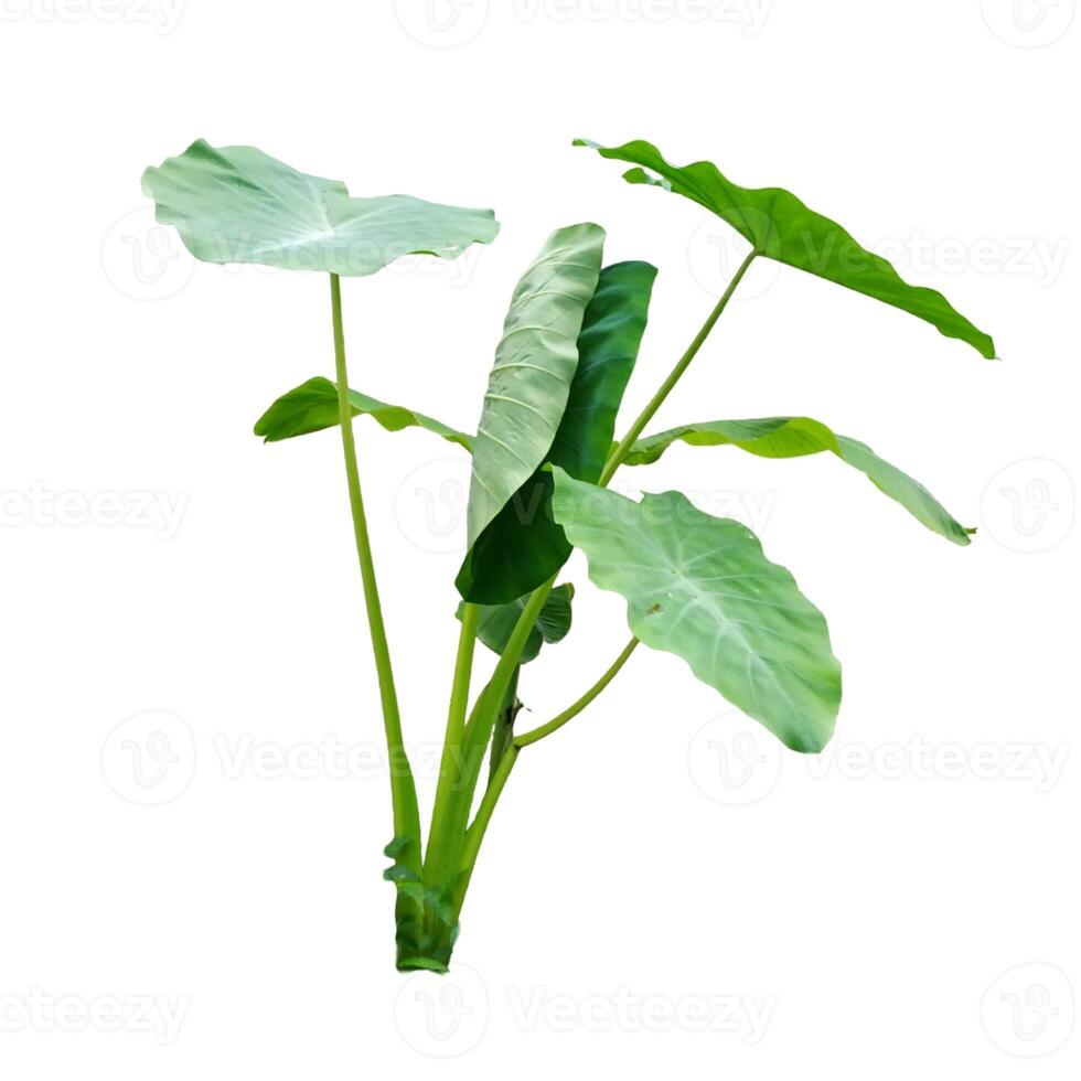 A fresh green taro plant with large heart-shaped leaves, isolated on a white background, commonly found in tropical regions and used for culinary or medicinal purposes. photo
