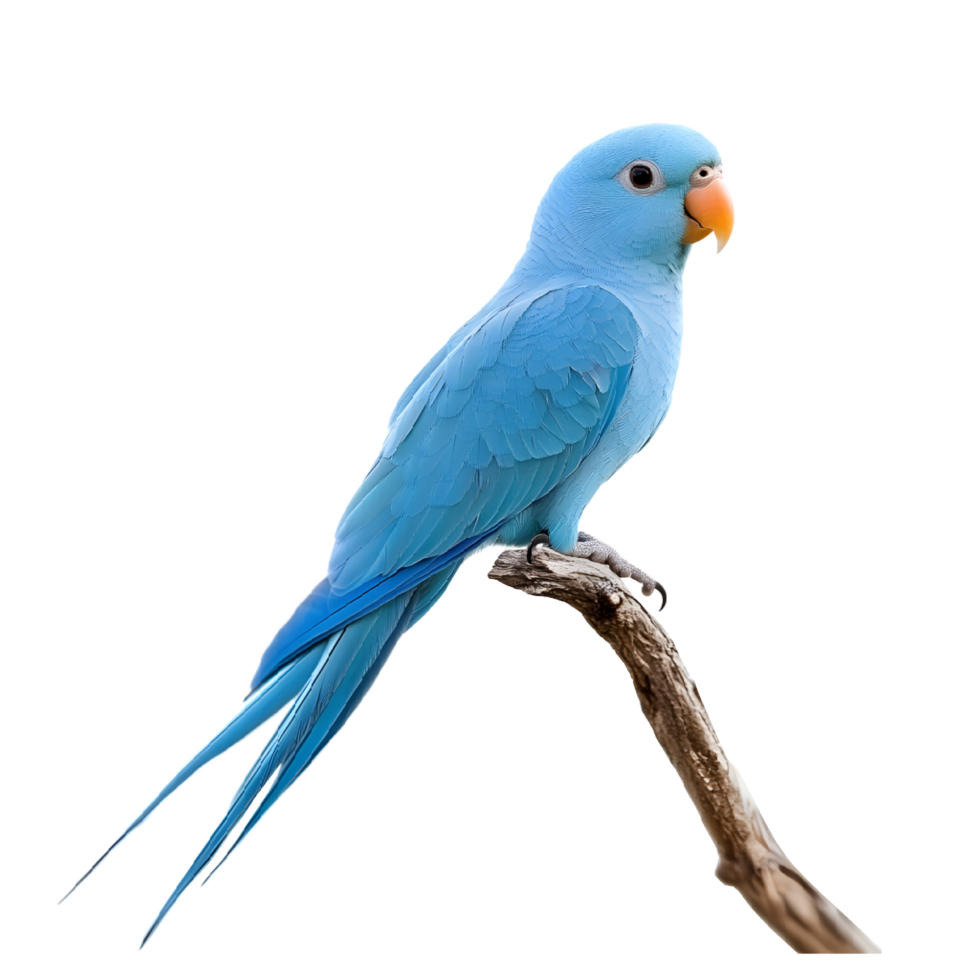A beautiful blue parrot perched on a branch. png