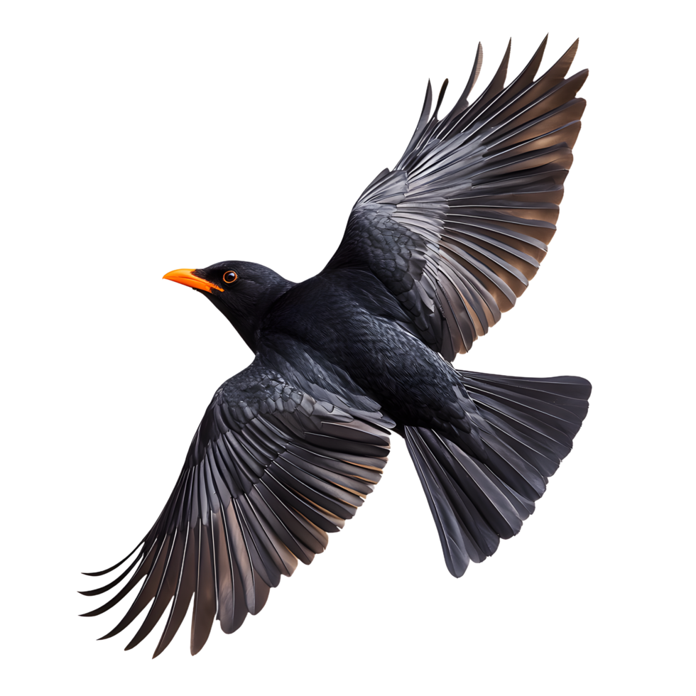 A Blackbird in Flight png