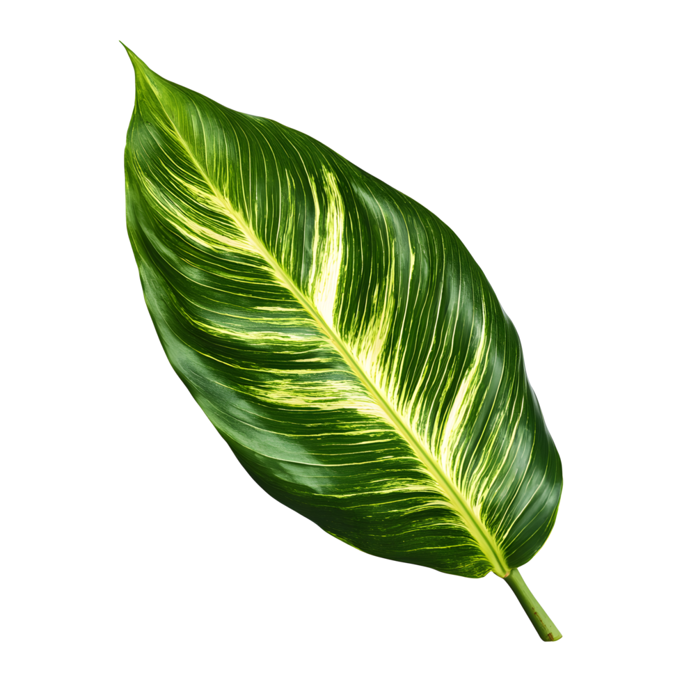 A vibrant variegated leaf against transparent background. png