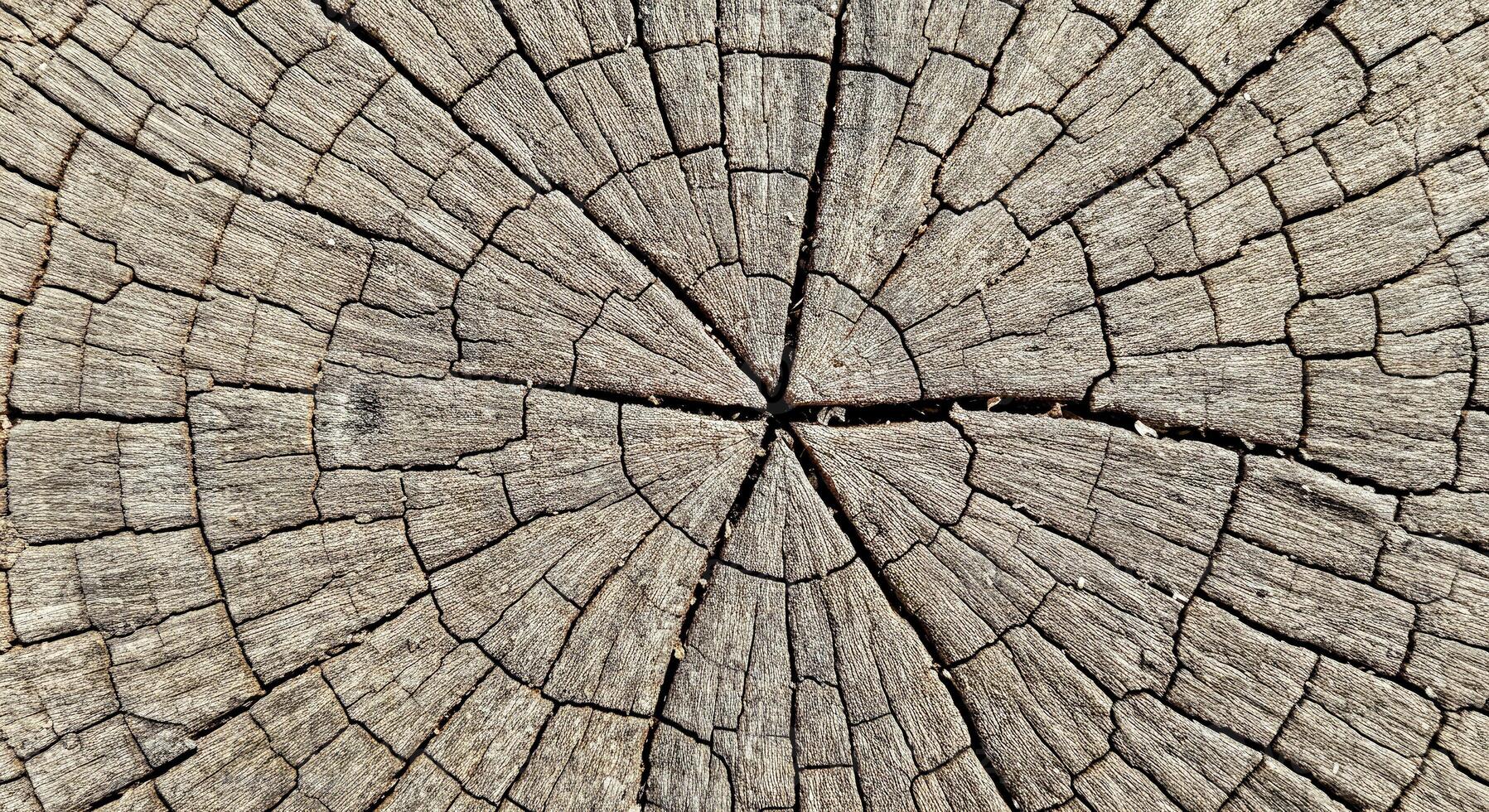 Intricate Macro View of Tree Stump with Visible Growth Rings and Cracks photo