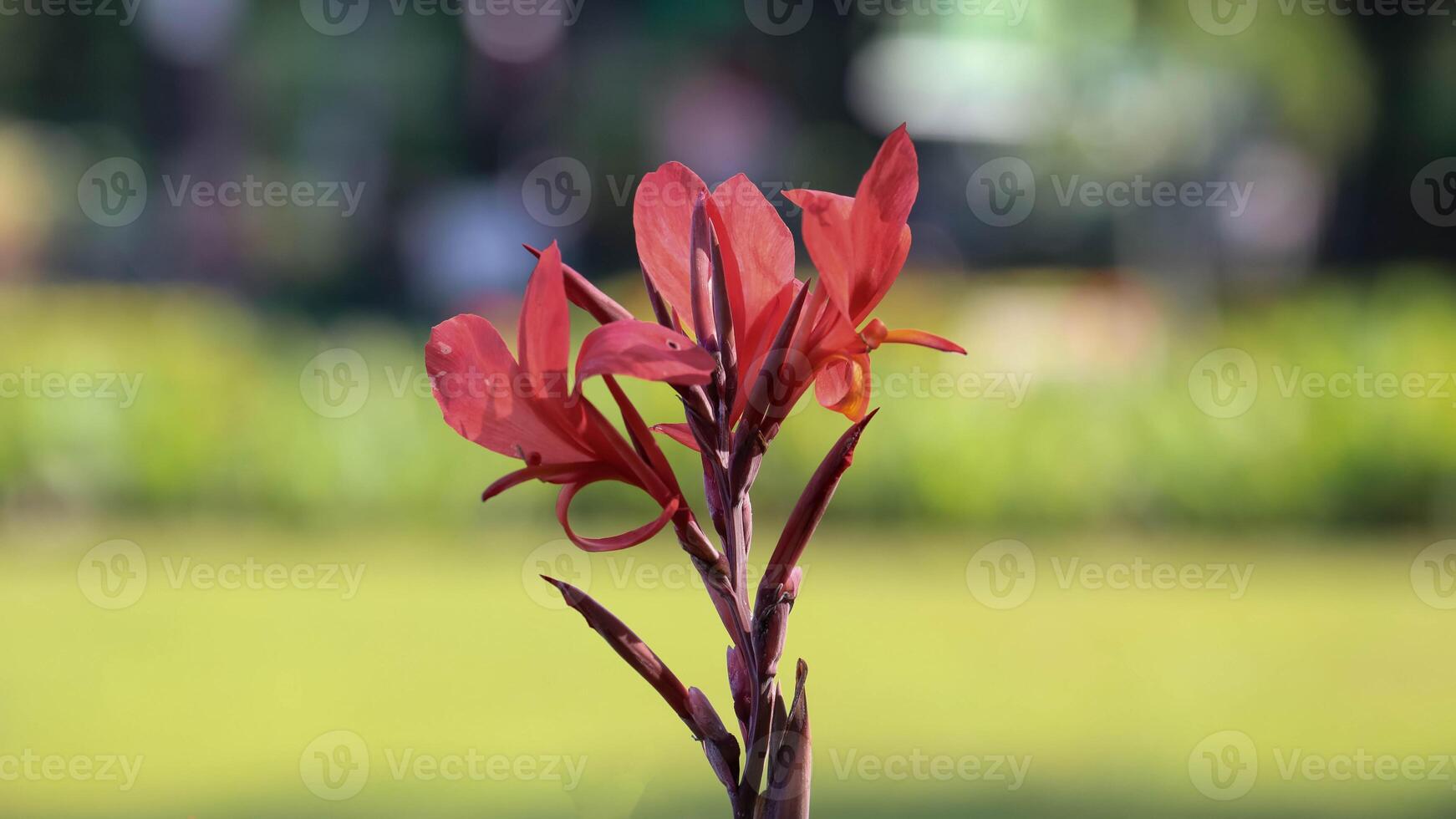 a close up of a red Canna lily Flower photo