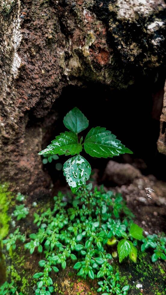 a plant growing out of a rock photo
