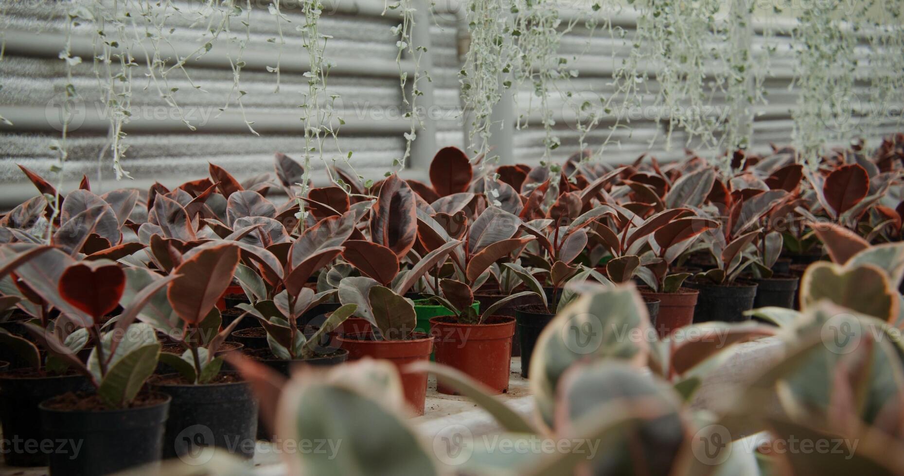Greenhouse for indoor plants. Many flowers in pots stand on tables and are hung on hooks in planters photo