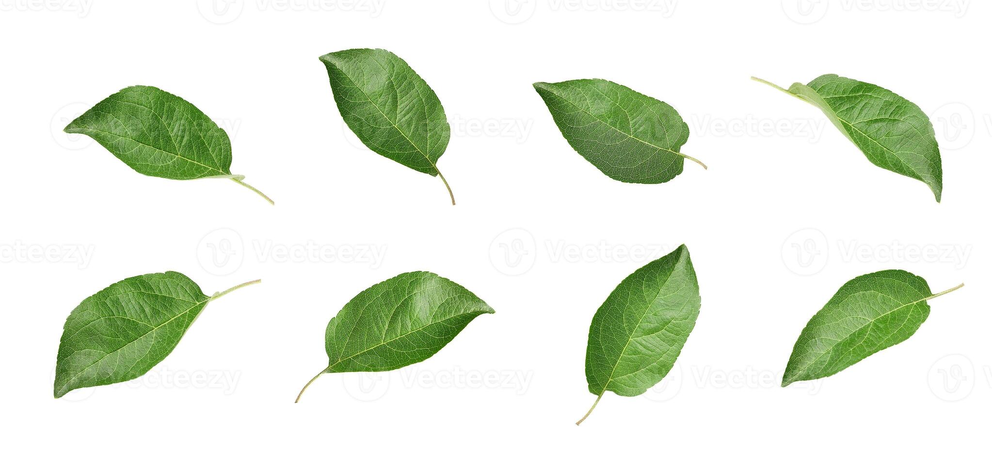 Apple leaf isolated on white background. Green leaves collection, set. photo