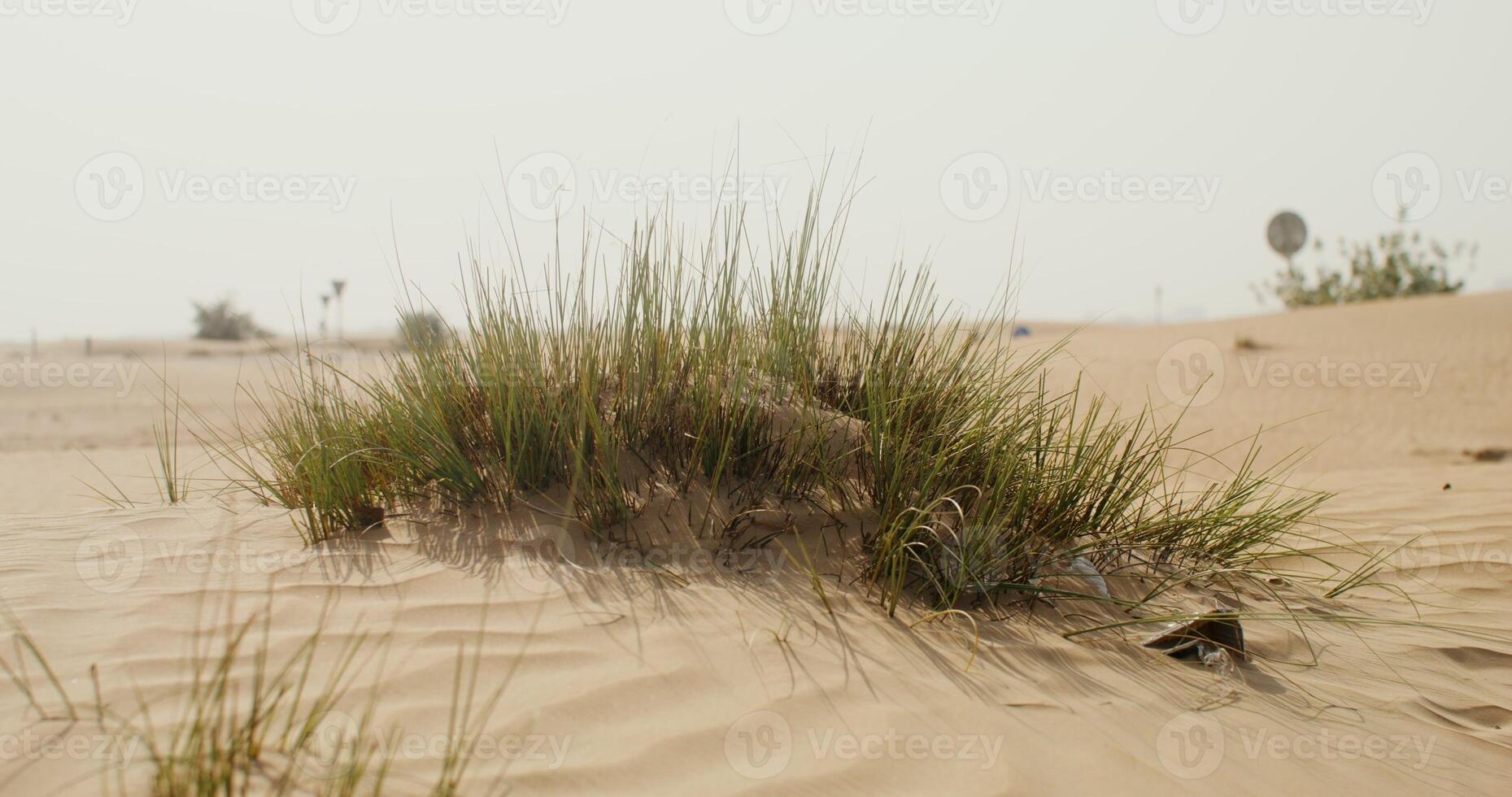 Grass in the middle in the desert photo