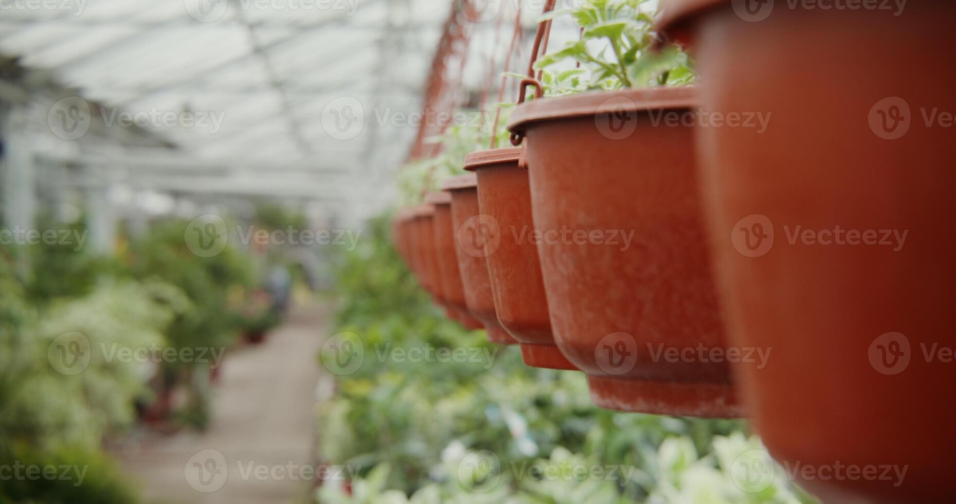 Greenhouse for growing plants. Many flowers in pots stand on tables and are hung in planters photo